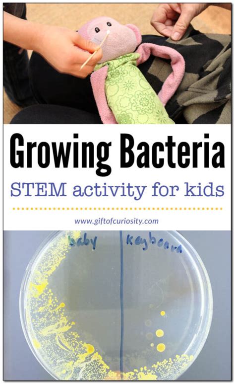 Easy Bacteria Growth Science Experiment For Kids Bacteria Science Experiment - Bacteria Science Experiment