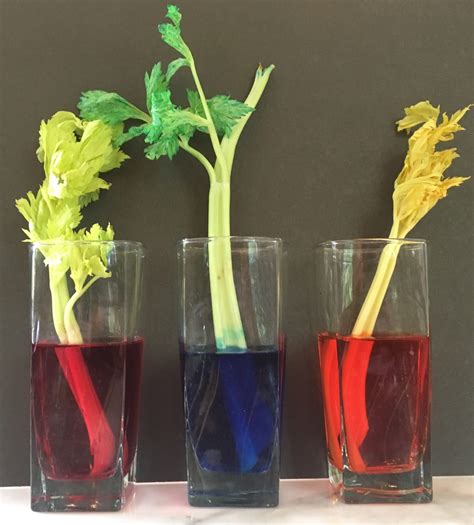 Easy Celery Coloring Experiment Nature Inspired Learning Food Coloring Science Experiment - Food Coloring Science Experiment