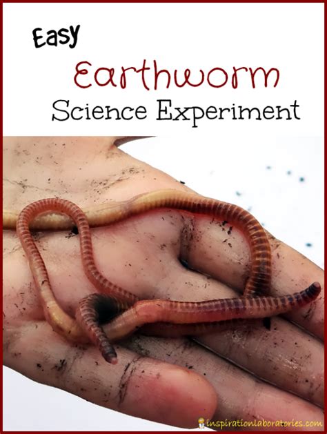Easy Earthworm Science Experiment Inspiration Laboratories Worm Science Experiments - Worm Science Experiments