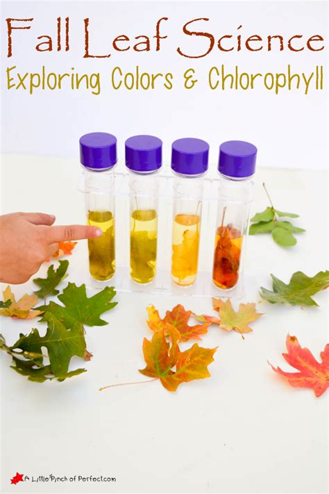 Easy Fall Leaf Science Experiment Exploring Colors Amp Leaf Science Experiments - Leaf Science Experiments