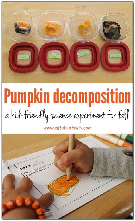 Easy Fall Science Pumpkin Decomposition Experiment Gift Of Pumpkin Science Experiments - Pumpkin Science Experiments