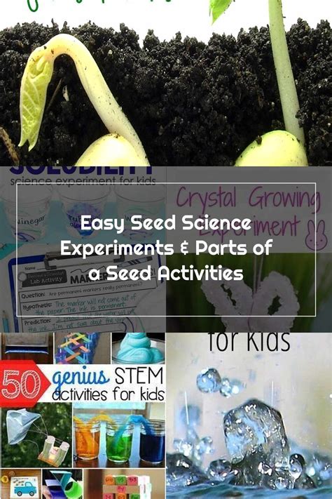 Easy Seed Science Experiments Amp Parts Of A 5th Grade Parts Of A Seed - 5th Grade Parts Of A Seed