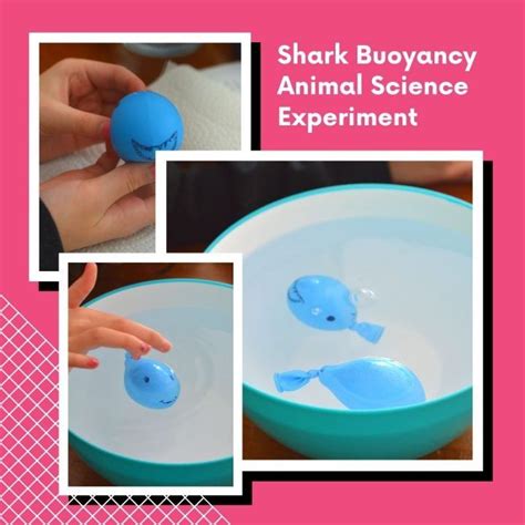 Easy Shark Buoyancy Animal Science Experiment Forgetful Momma Buoyancy Science Experiments - Buoyancy Science Experiments