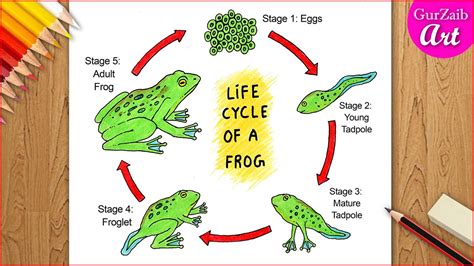 Easy Steps To Master Frog Life Cycle Simple Life Cycle Of Frog Drawing - Life Cycle Of Frog Drawing