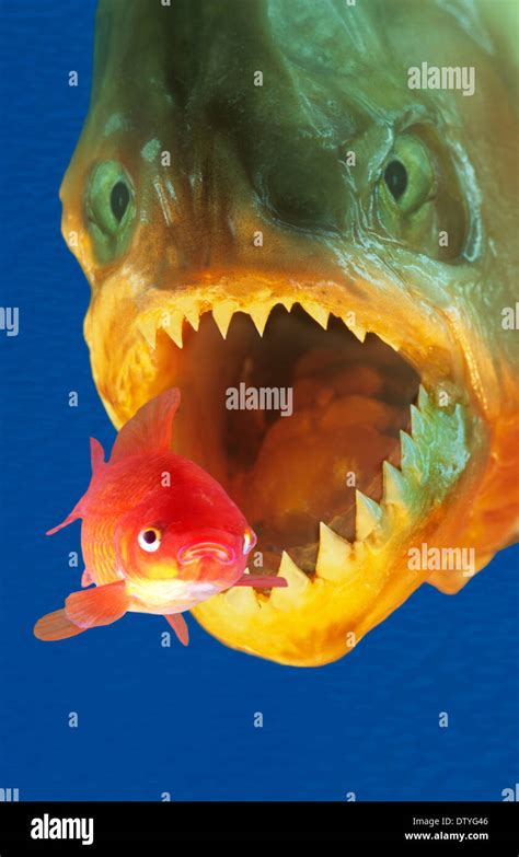 Eating The Big Fish