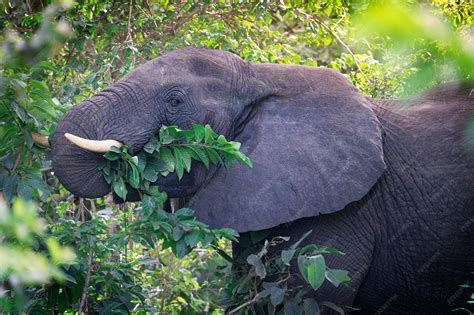 Eating The Elephant