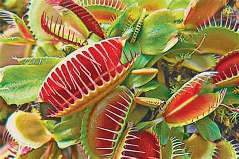 eating the sun how plants power the planet
