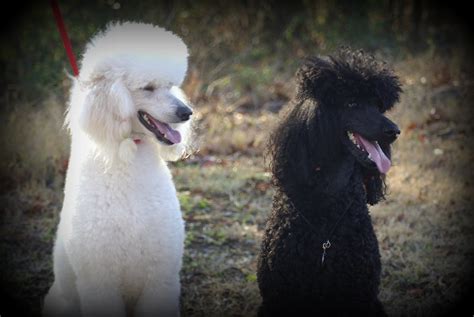 ebony and ivory sisters