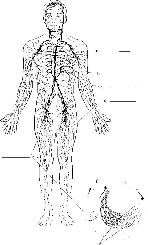 Ebook Free Anatomy Lymphatic System Coloring Pages Download Lymphatic System Coloring Page - Lymphatic System Coloring Page