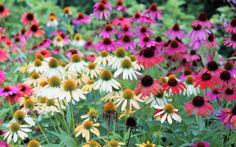 echinacea colors