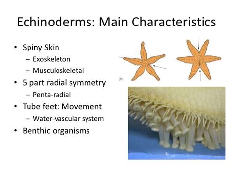 Echinoderms Characteristics