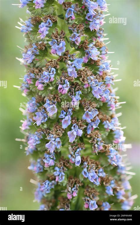 echium webbii plant