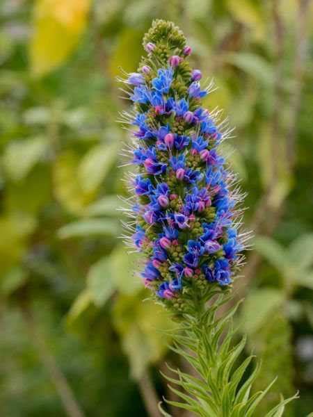echium webbii winterhart