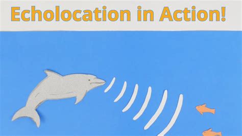 Echolocation In Action Activity Teachengineering Echolocation Worksheet First Grade - Echolocation Worksheet First Grade