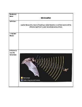 Echolocation Lesson Plan For 1st 3rd Grade Lesson Echolocation Worksheet First Grade - Echolocation Worksheet First Grade