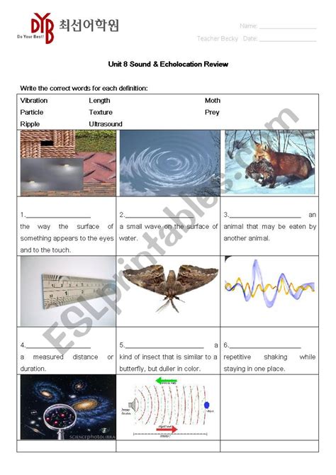 Echolocation Lesson Plans Amp Worksheets Reviewed By Teachers Echolocation Worksheet First Grade - Echolocation Worksheet First Grade