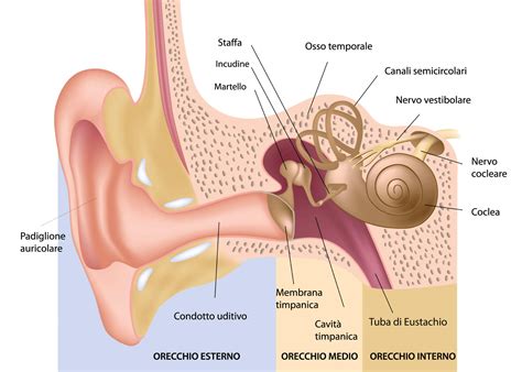 ecografia orecchio interno