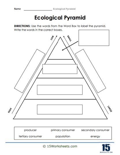 Ecological Pyramids Worksheet