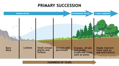 Ecological Succession Primary Amp Secondary Two Cut Out Primary And Secondary Succession Worksheet - Primary And Secondary Succession Worksheet