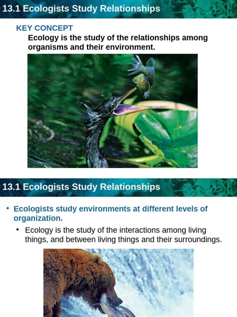 Ecologists Study Realatinship Study Guide Answer Key
