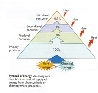 ecology ch 10 quiz Flashcards Quizlet