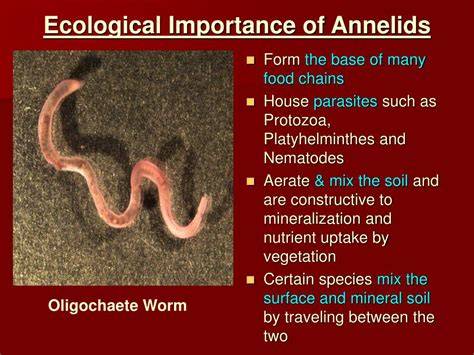 economic importance of annelids