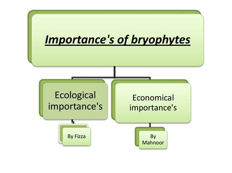 economic importance of bryophytes pdf