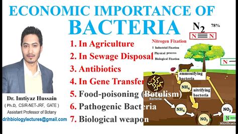 Full Download Economic Importance Of Bacteria Wikipedia 