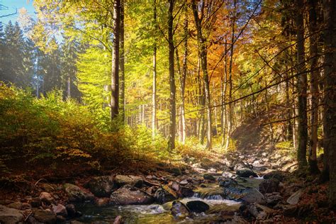 Ecosistema De Bosque