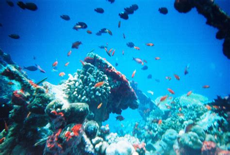 ecosysteem in water
