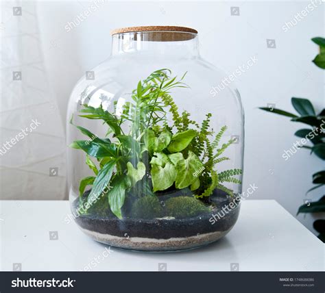 Ecosystem In A Jar