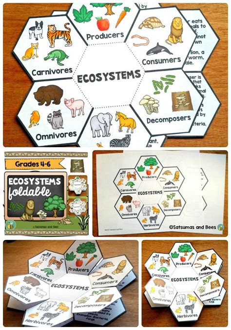 Ecosystem Interactive Game For 5th Grade Ecosystems 5th Grade - Ecosystems 5th Grade