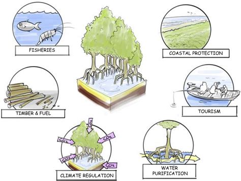 Ecosystem Services Of Mangrove Forests Global Nature