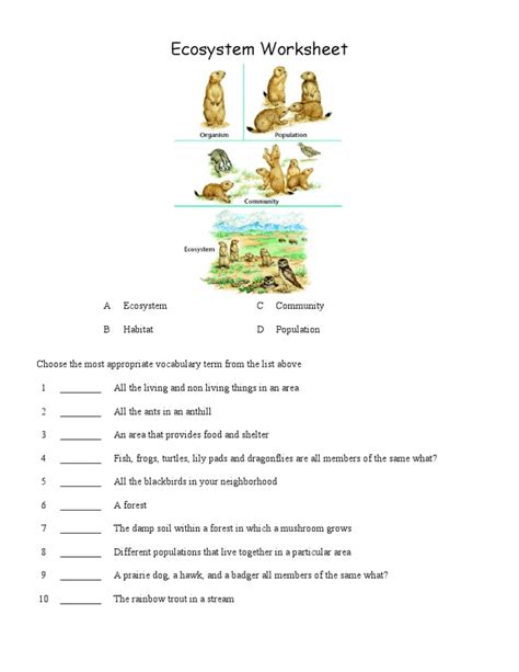 Ecosystem Worksheet Answers