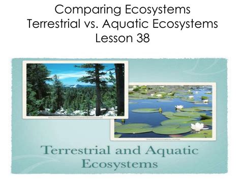 Ecosystems Aquatic And Terrestrial Ecosystems Explained For Youtube Ecosystems For 4th Grade - Ecosystems For 4th Grade
