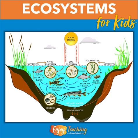 Ecosystems Biology Lesson For Kids Types Of Ecosystems 5th Grade - Types Of Ecosystems 5th Grade