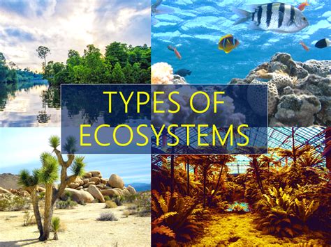 Ecosystems Made By Teachers Types Of Ecosystems 5th Grade - Types Of Ecosystems 5th Grade