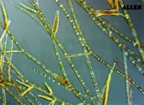 Ectocarpus Sp Characters
