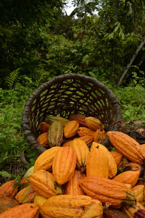 Ecuador Project Empowers Cacao Farmers To Save Spider Spider Science - Spider Science