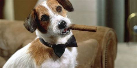 Eddie The Dog