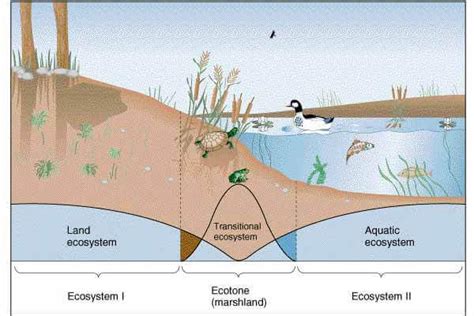 Edge Effect Ecotone