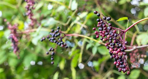 edible wild plants; kansas; trails; food; edible plants