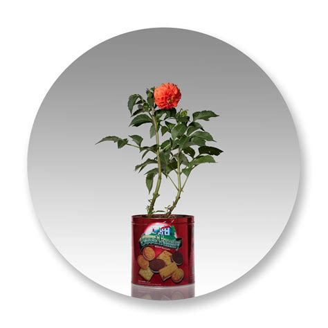 edwin roseno biography