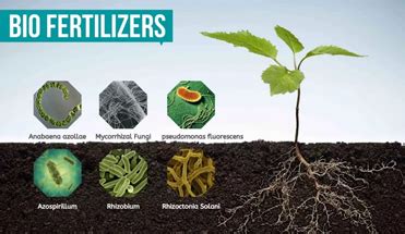 Effect Of Bio Fertilizers And Micronutrients On Seed