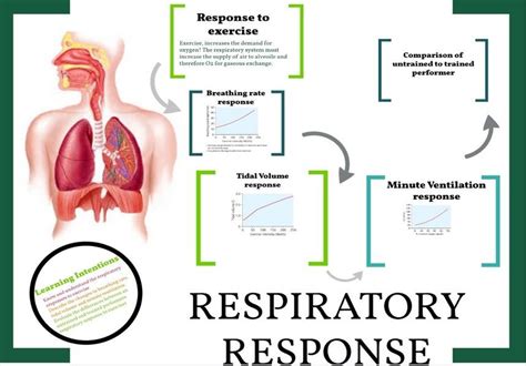 Effect Of Exercise On Respiratory System