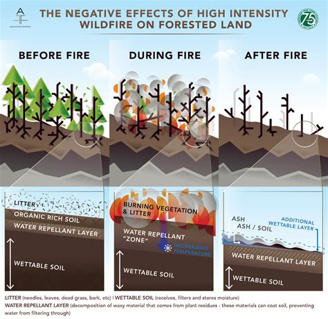 Effect Of Severe Wildfire On Soil Phosphorus Fractions Fractions In Science - Fractions In Science