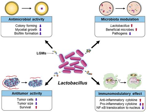 Read Effect Of Lactobacillus Acidophilus Bifidobacterium Lactis 