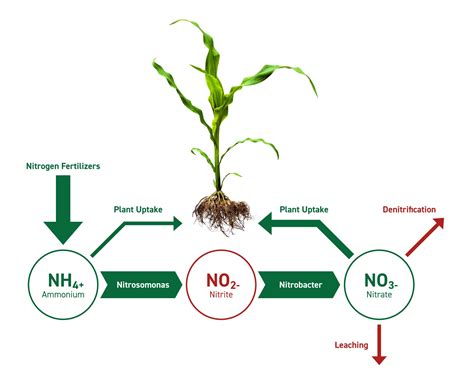 Download Effect Of Nitrogen Levels And Plant Spacing On Growth And 