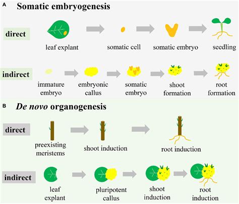 Full Download Effective Organogenesis From Different Explants Of L 
