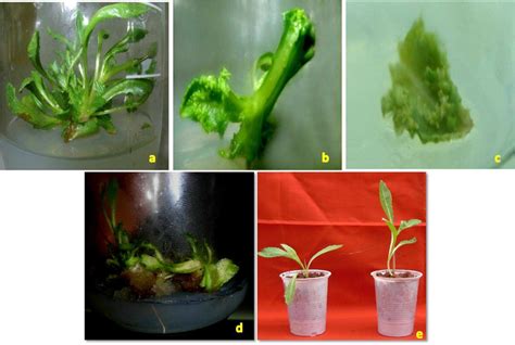 Read Effective Organogenesis From Different Explants Of L 